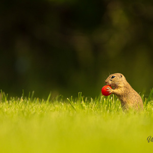 2023-05-23 - De siesel vind thet cherry-tomaatje wel interessant<br/>Fotohutten Bence Máté - Farm - Pusztaszer - Hongarije<br/>Canon EOS R5 - 360 mm - f/5.6, 1/1600 sec, ISO 1600