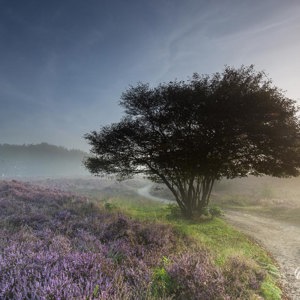 2021-08-25 - Landschap met krentenboom tussen de paarse heide<br/>Zuiderheide - Hilversum - Nederland<br/>Canon EOS 5D Mark III - 18 mm - f/11.0, 1/15 sec, ISO 100
