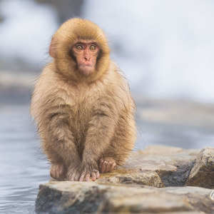 2026-02-14 - Kleintje met bontjas<br/>Jigokudani Monkey Park - Yamanouchi - Japan<br/>Canon EOS R5m2 - 300 mm - f/6.3, 1/320 sec, ISO 500