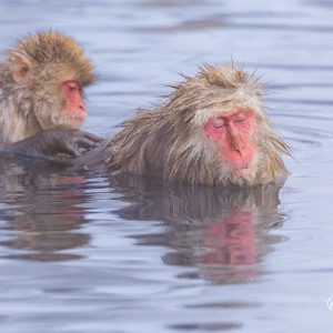 2026-02-13 - Tijd om te vlooien in het bad<br/>Jigokudani Monkey Park - Yamanouchi - Japan<br/>Canon EOS R5m2 - 500 mm - f/7.1, 1/640 sec, ISO 2500