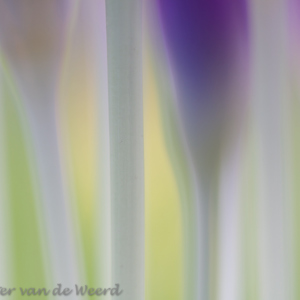 2014-02-17 - Krokus-abstractie V<br/>Landgoed Niënhof - Bunnik - Nederland<br/>Canon EOS 7D - 100 mm - f/3.2, 1/80 sec, ISO 200