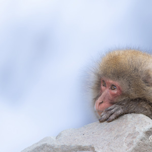 2026-02-15 - Je werd zelf ook vanzelf zen als je ze zo zag zitten<br/>Jigokudani Monkey Park - Yamanouchi - Japan<br/>Canon EOS R5m2 - 451 mm - f/7.1, 0.05 sec, ISO 100