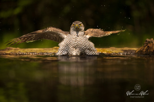 Bosvogels - fotohutten Bence Máté