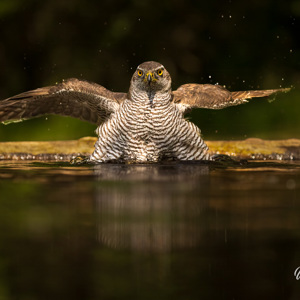 2023-05-22 - Indringende blik van de havik<br/>Fotohutten Bence Máté - Drinki - Pusztaszer - Hongarije<br/>Canon EOS R5 - 200 mm - f/5.0, 1/2000 sec, ISO 3200