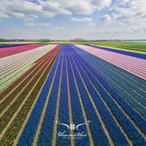 2023-04-18 - Kleurige bloembollen, met molen, genomen met drone<br/>Noord-Holland - Nederland<br/>FC3582 - 6.7 mm - f/1.7, 1/1600 sec, ISO 110