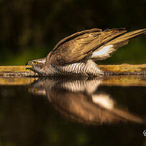 2023-05-22 - Havik drinkend aan de vijver-rand<br/>Fotohutten Bence Máté - Drinki - Pusztaszer - Hongarije<br/>Canon EOS R5 - 200 mm - f/5.0, 1/1600 sec, ISO 1600