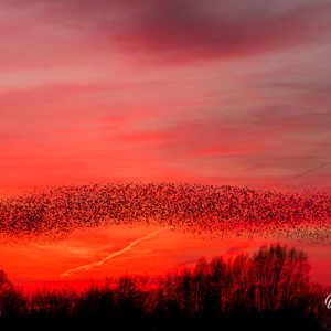 2014-03-13 - Spreeuwenzwerm - slang<br/>Sluitwachter 18 - Nijkerk - Nederland<br/>Canon EOS 7D - 88 mm - f/3.5, 1/500 sec, ISO 1600