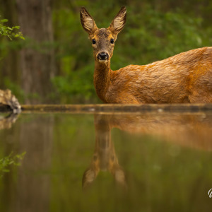 2023-05-21 - Ook een ree had dorst, eind van de middag<br/>Fotohutten Bence Máté - Drinki - Pusztaszer - Hongarije<br/>Canon EOS R5 - 200 mm - f/5.0, 1/80 sec, ISO 1600