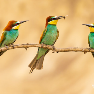 2023-05-24 - Wil jij deze bij van mij hebben?<br/>Fotohutten Bence Máté - Csongrád - Pejkó Lovas Panzió - Hongarije<br/>Canon EOS R5 - 271 mm - f/6.3, 1/800 sec, ISO 1250