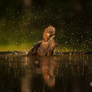 2023-05-26 - Gaai in een waterdruppel festijn<br/>Fotohutten Bence Máté  Drinkin - Pusztaszer - Hongarije<br/>Canon EOS R5 - 200 mm - f/5.6, 1/4000 sec, ISO 1600