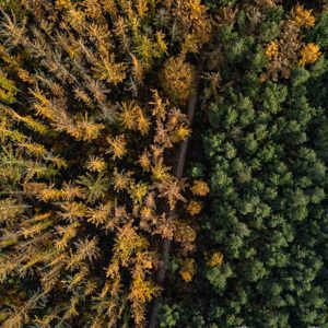 2025-11-07 - Groen en geel<br/>Veluwe - Nederland<br/>DJI Mini 3 Pro - 6.7 mm - f/1.7, 1/350 sec, ISO 100