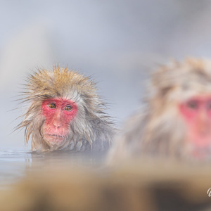 2026-02-13 - Ze zatern meestal met meerderen in het bad<br/>Jigokudani Monkey Park - Yamanouchi - Japan<br/>Canon EOS R5m2 - 200 mm - f/2.8, 1/250 sec, ISO 500
