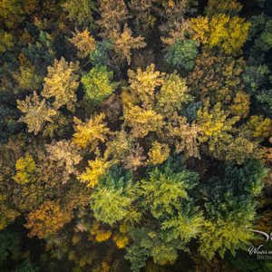 2025-11-07 - Broccoli-bos<br/>Veluwe - Nederland<br/>DJI Mini 3 Pro - 6.7 mm - f/1.7, 1/40 sec, ISO 100
