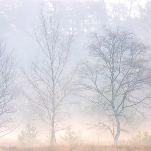 2021-03-24 - Dansende bomen in de mist<br/>Brunsummerheide - Brunssum - Nederland<br/>Canon EOS 5D Mark III - 200 mm - f/8.0, 1/125 sec, ISO 100