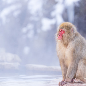 2026-02-13 - Even een zen-momentje<br/>Jigokudani Monkey Park - Yamanouchi - Japan<br/>Canon EOS R5m2 - 223 mm - f/5.6, 1/250 sec, ISO 800