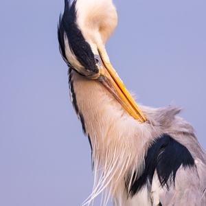 2023-05-27 - Veren poetsende blauwe reiger<br/>Fotohutten Bence Máté  Theater - Pusztaszer - Hongarije<br/>Canon EOS R5 - 400 mm - f/5.6, 1/200 sec, ISO 1250