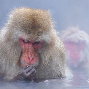 2026-02-14 - Ze kregen een soort graankorrels te eten<br/>Jigokudani Monkey Park - Yamanouchi - Japan<br/>Canon EOS R5m2 - 324 mm - f/5.6, 1/500 sec, ISO 3200
