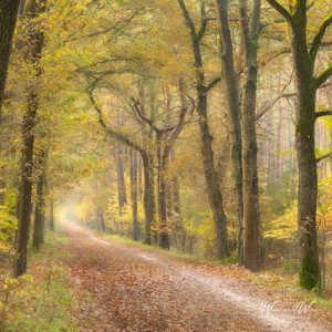2025-11-07 - Katapult-bomen<br/>Erfgooiersbos - Hilversum - Nederland<br/>Canon EOS R5 - 130 mm - f/8.0, 1/8 sec, ISO 400