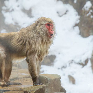 2026-02-14 - Druipend van het water, maar wel stoer<br/>Jigokudani Monkey Park - Yamanouchi - Japan<br/>Canon EOS R5m2 - 95 mm - f/6.3, 0.01 sec, ISO 1000