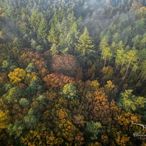 2025-11-07 - Herfstbos in de ochtend van boven gezien<br/>Veluwe - Nederland<br/>DJI Mini 3 Pro - 6.7 mm - f/1.7, 1/60 sec, ISO 100