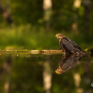 2023-05-26 - De sperwer weerspiegeld in het water<br/>Fotohutten Bence Máté  Drinkin - Pusztaszer - Hongarije<br/>Canon EOS R5 - 188 mm - f/5.6, 1/3200 sec, ISO 3200