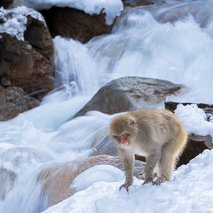 2026-02-15 - Lange sluitertijd en aap bij de rivier<br/>Jigokudani Monkey Park - Yamanouchi - Japan<br/>Canon EOS R5m2 - 400 mm - f/9.0, 1/15 sec, ISO 100