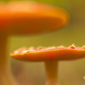 2025-10-10 - Vliegenzwammen<br/>Krakelingsebos - Zeist - Nederland<br/>Canon EOS R5 - 100 mm - f/3.2, 0.01 sec, ISO 400